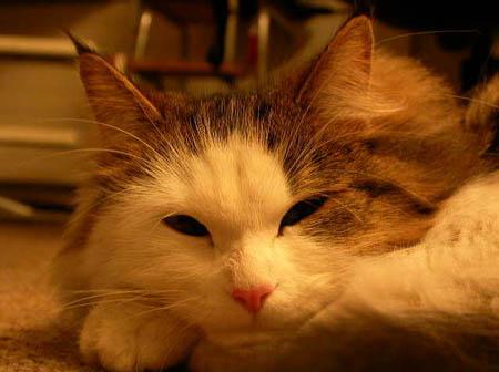 chat