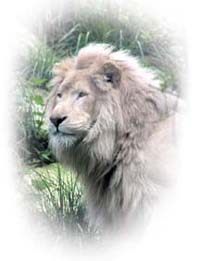 attention lion